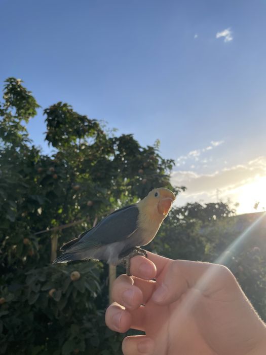 Продаются ручные попугаи неразлучники