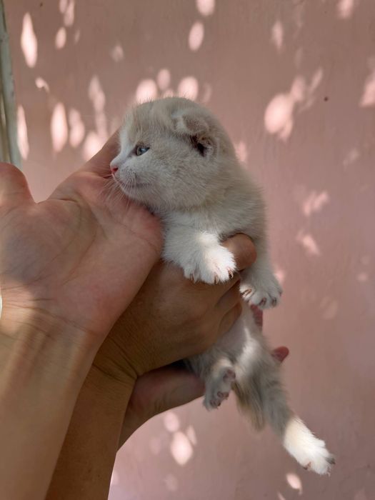 Котята от вислоухой кошки