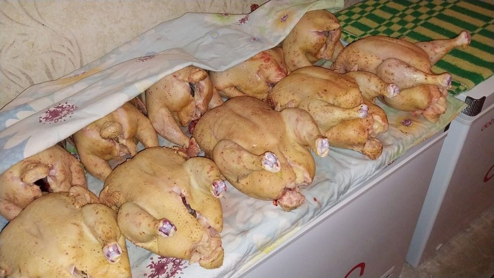 Домашние.    куры