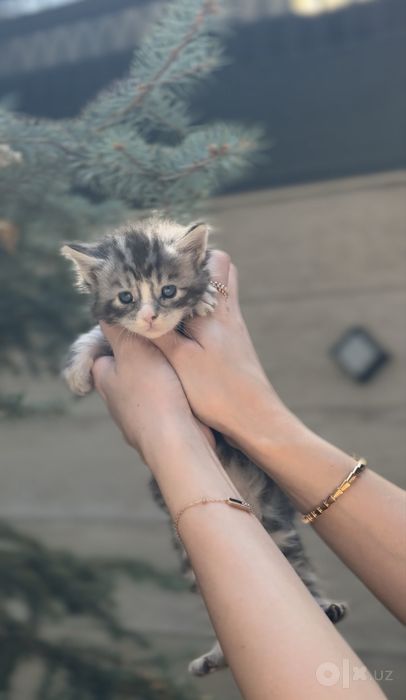Эксклюзивные чистопородные голубоглазые котята Мейн-кун