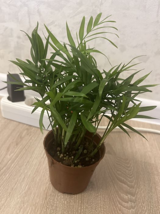 Комнатные оастения