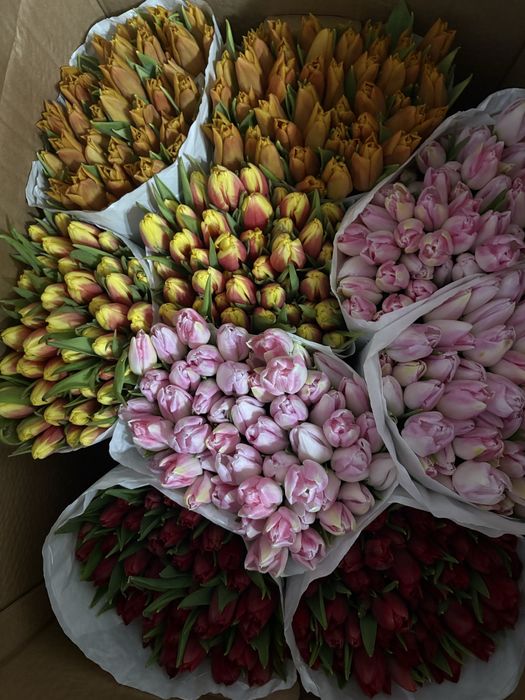 Тюльпаны голландские