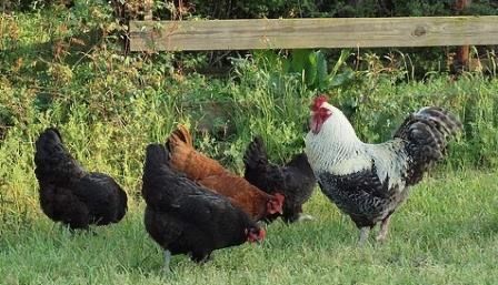 Куры домашние цветные