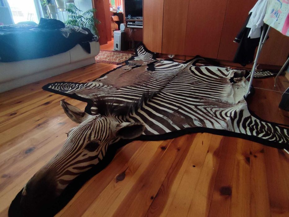 Ловен трофей зебра с глава