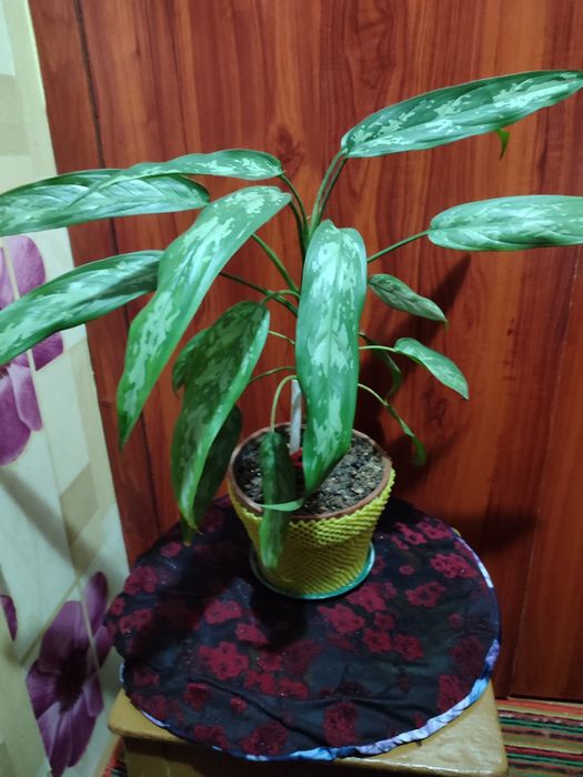 Аглеонема-домашний цветок.