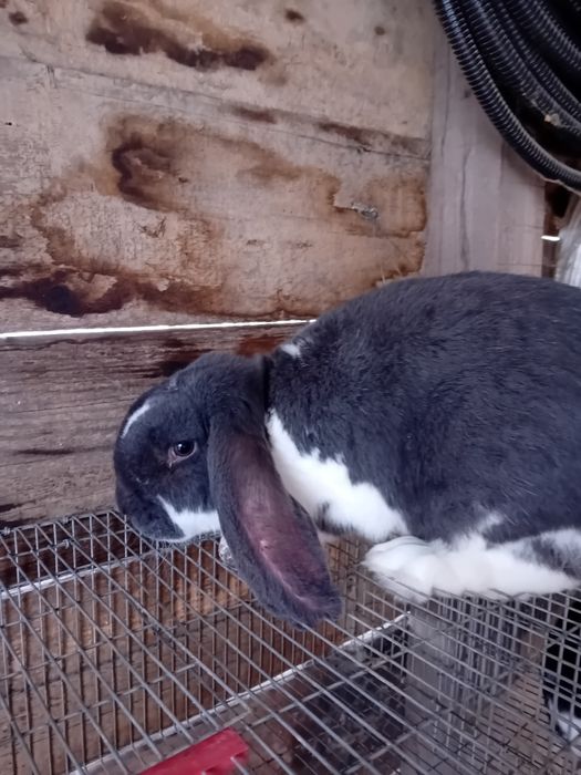 Iepuri berbec german