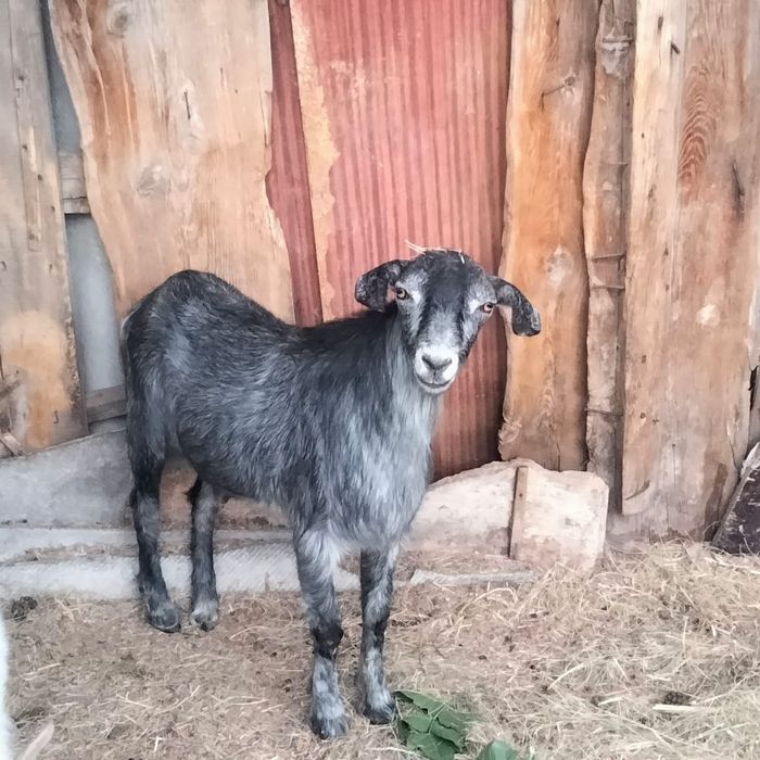 Продам козла кострированный
