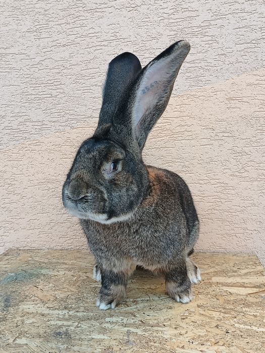 Masculi uriaș german