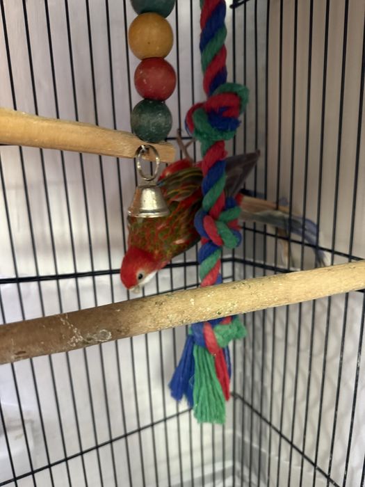 Продам попугая породы розелла.