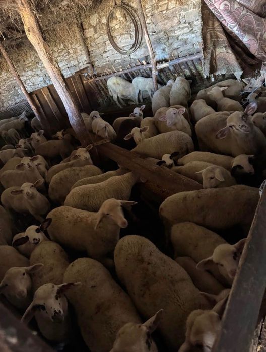 Продавам агнета за празниците