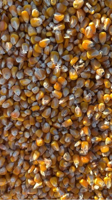 Vand porumb  ambalat la sac 40kg