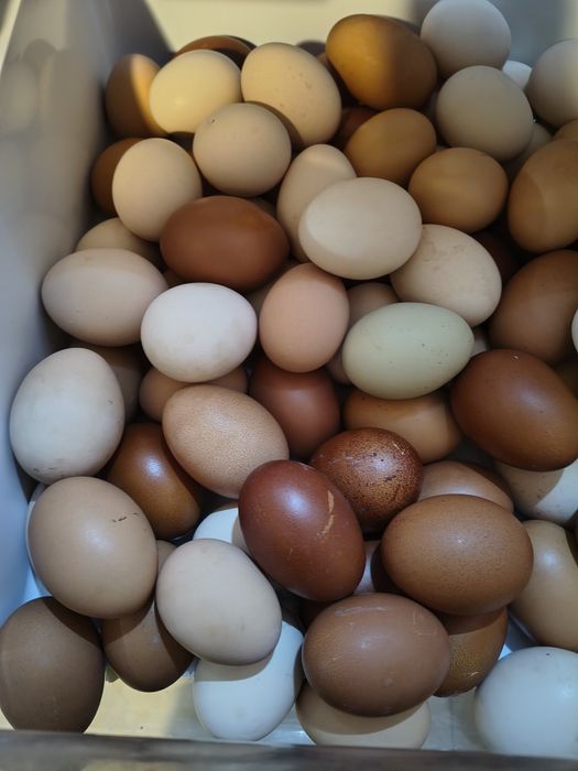 Vând ouă de țară proaspete!