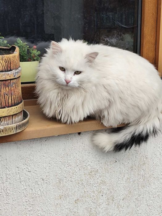Подарявам котка/котарак