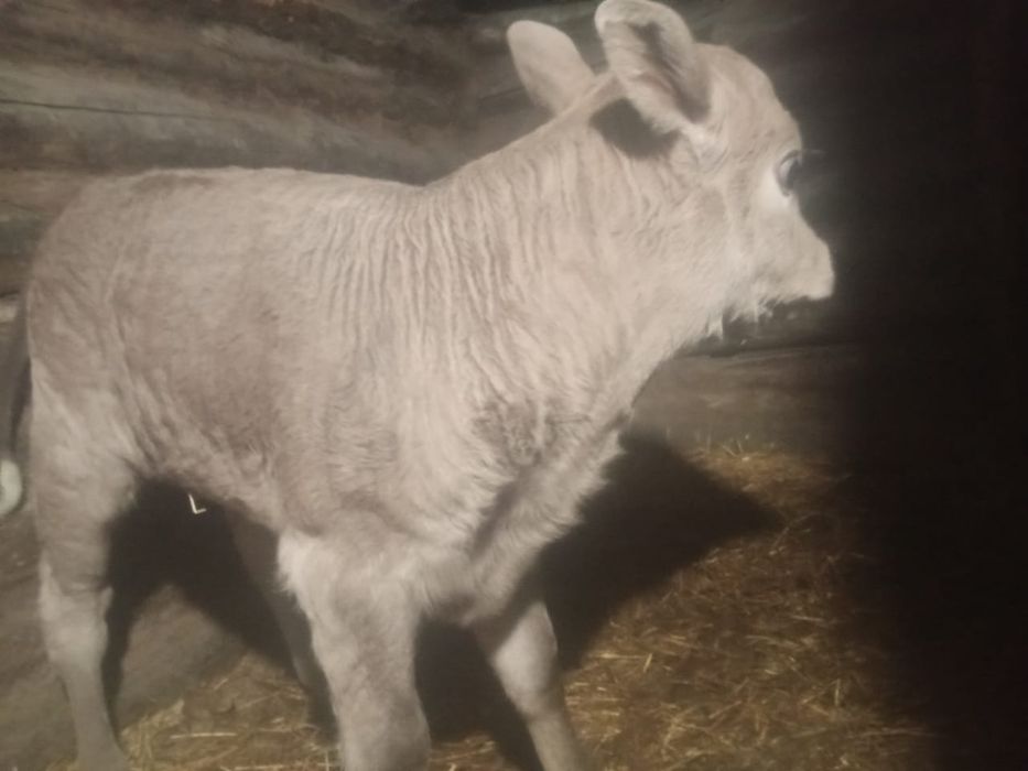 Продам телочку 2.5 недели