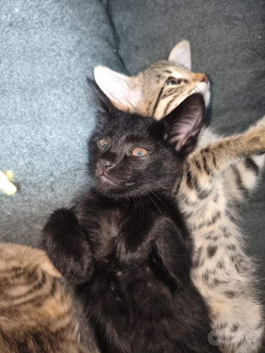 Отдам котят даром срочно