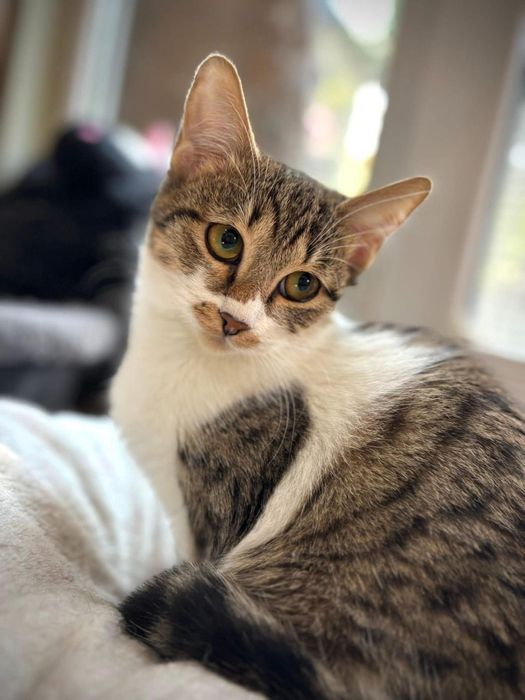 Кротката Рая на 9 м търси дом