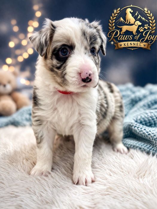 Pui Border Collie 2 luni, pedigree UCHR