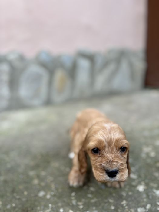 Кокер шпаньол - чистокръвни