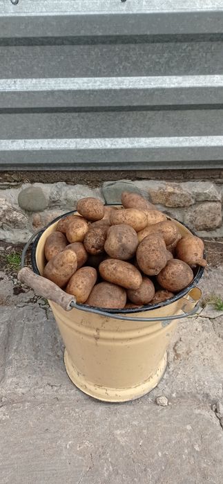 Продам посадочный картофель.