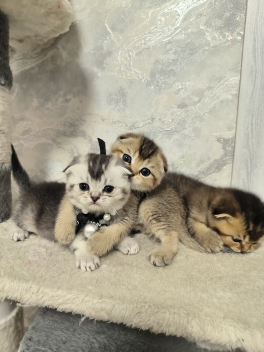 Котята премиум класса