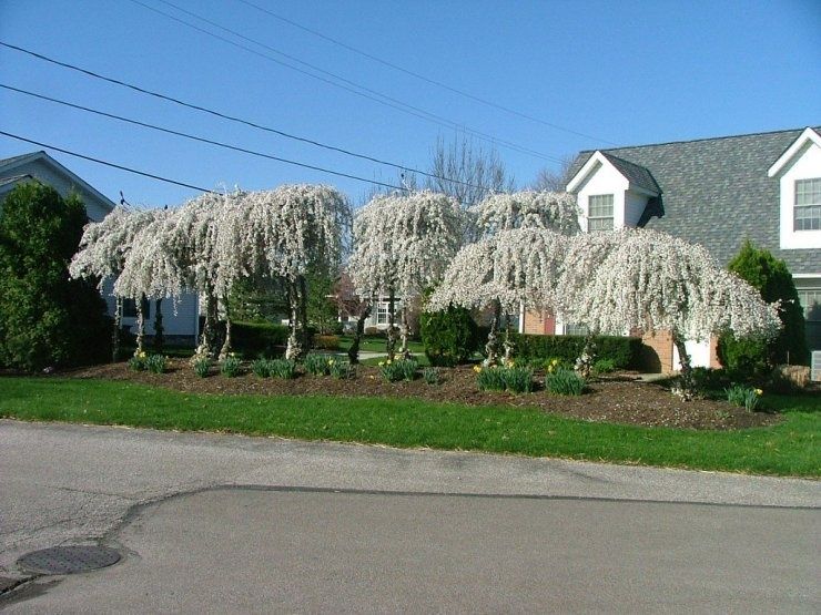 Плачеща японска вишна snow fountain