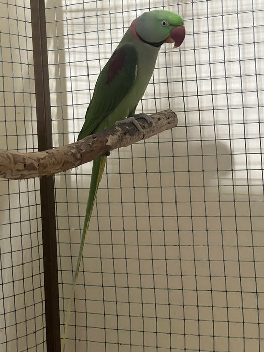 Продаётся птенцы Алексадрийского попугая