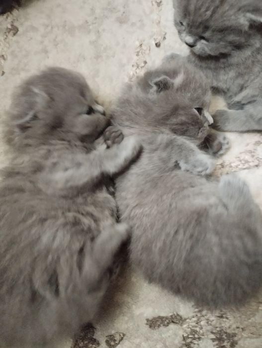 Продаются котята шатланские