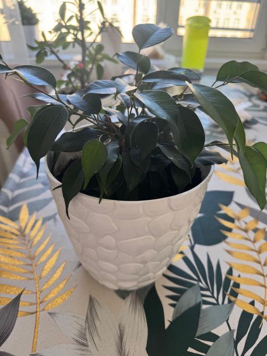 Продам цветы писать в ватсап