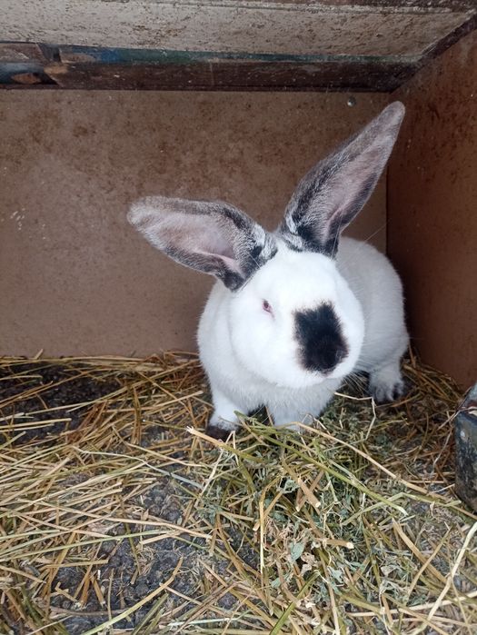 Vând iepuroi uriaș de Transilvania