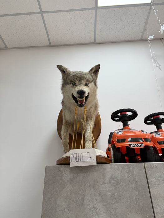 Продам чучело срочно