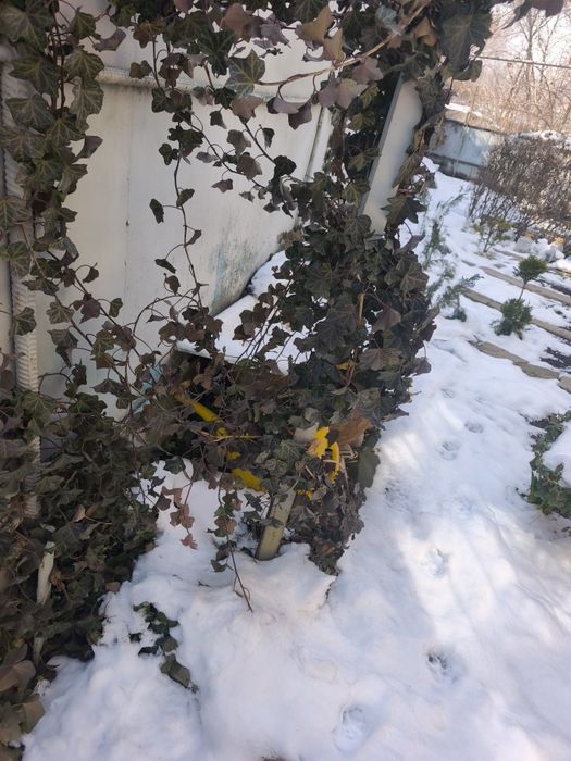 Ель, пихта, туя, можжевельник