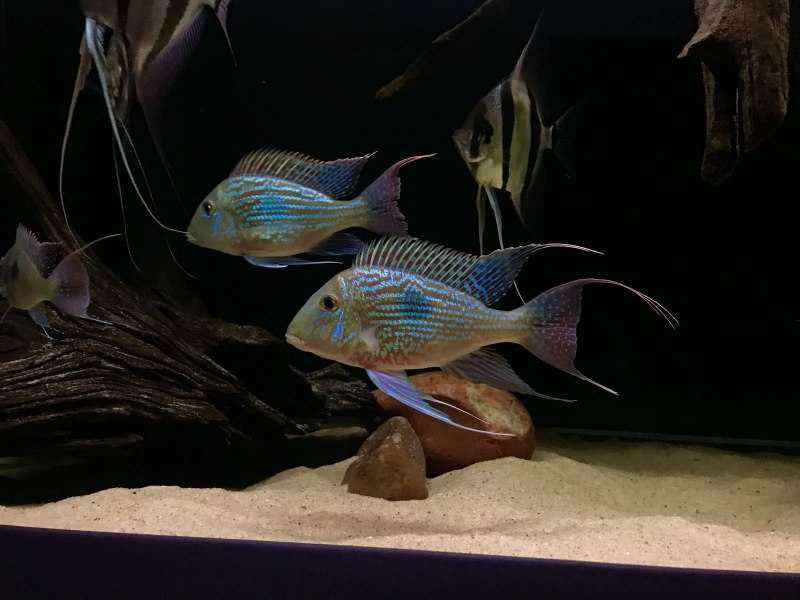 Геофагус Свени Парана