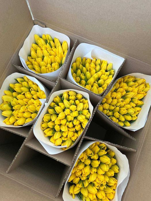 Продам тюльпаны к 8 марта