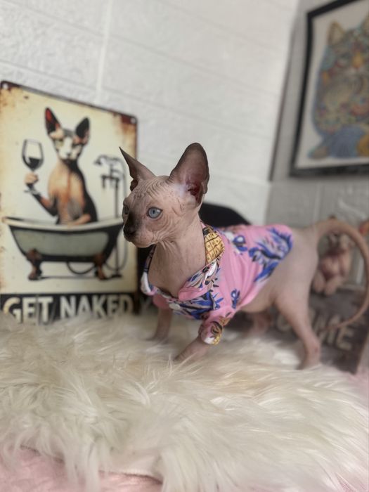 Baietel Sphynx teste si peidgree