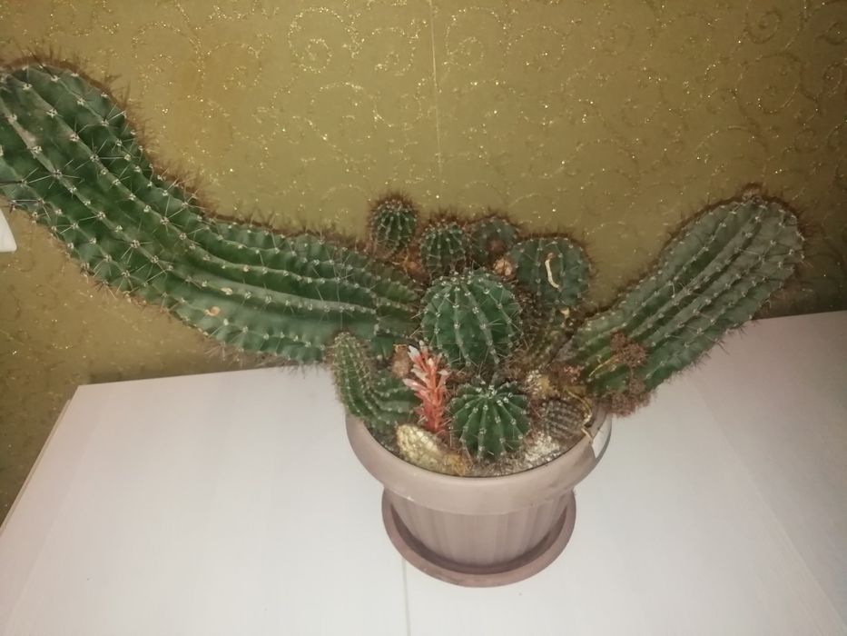 Кактус прадайу с крушкой