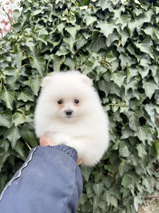 Померан мини момче. Померанче