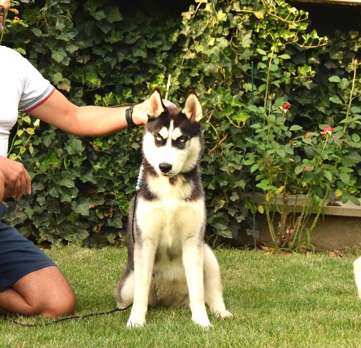 Pui Husky Siberian femela, părinți multipli campioni!