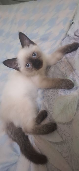 Сиямский мушукчалар сотилади