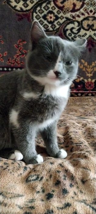 Продам эгейского котика