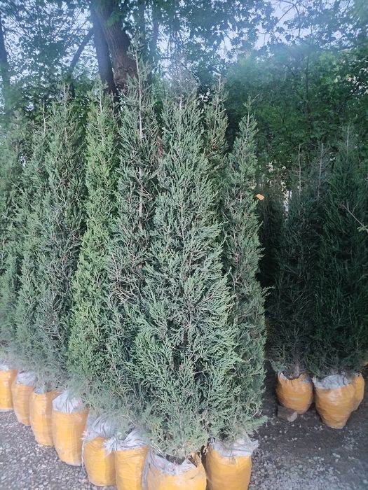 MAJVINNIK 2.5 metr