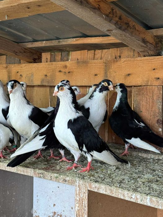 Vand porumbei jucatori de Galati, Galateni,