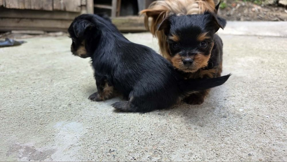 Мини йорки 350 евро