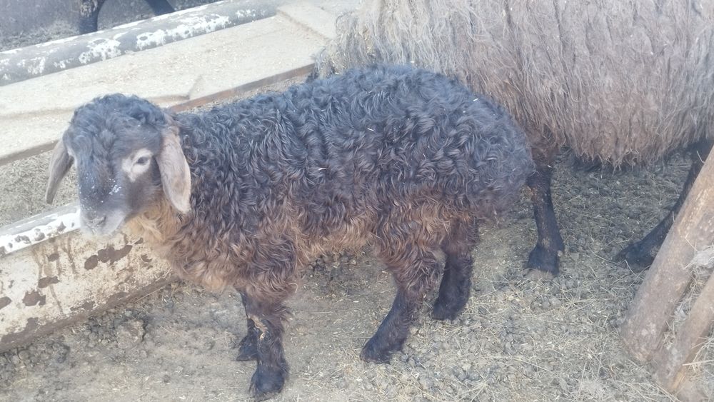 Продам овец с ягнятами.