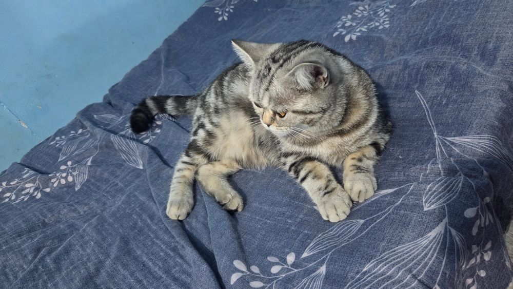 Шотландская прямоухая кошка