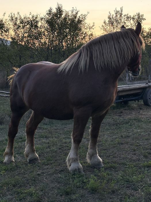 **iapa 6 ani Pașaport 1.70 inaltime 850-900kg Se vinde pe garantie