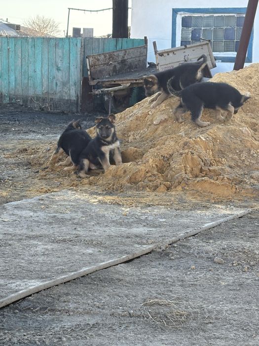Продам щенков немецкой овчарки
