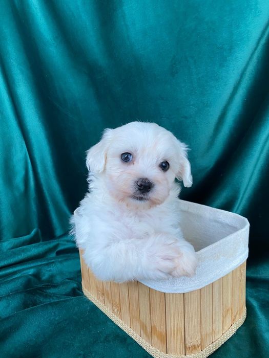 Bichon maltez alb jucaus si cuminte