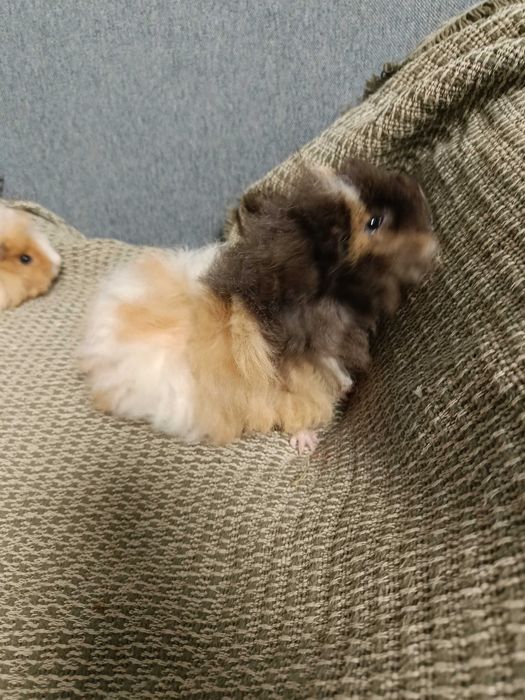 Морски свинчета альпако, розетка