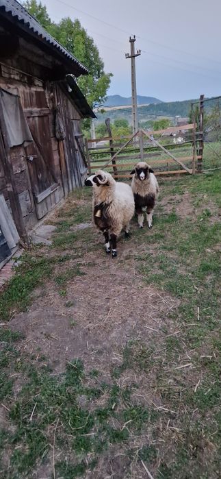 Doua mielute din primăvară disponibile se dau și separat