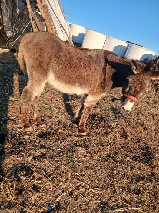 Vând măgar învățat între oi
